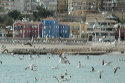 Seagulls and Coloured Houses